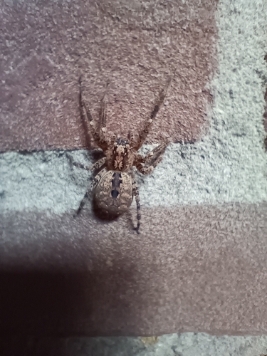 Mediterranean Spiny False Wolf Spider, 5625 LD Eindhoven, Netherlands, photo 9 of 10