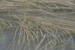 Zostera capensis