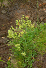 Alpinae