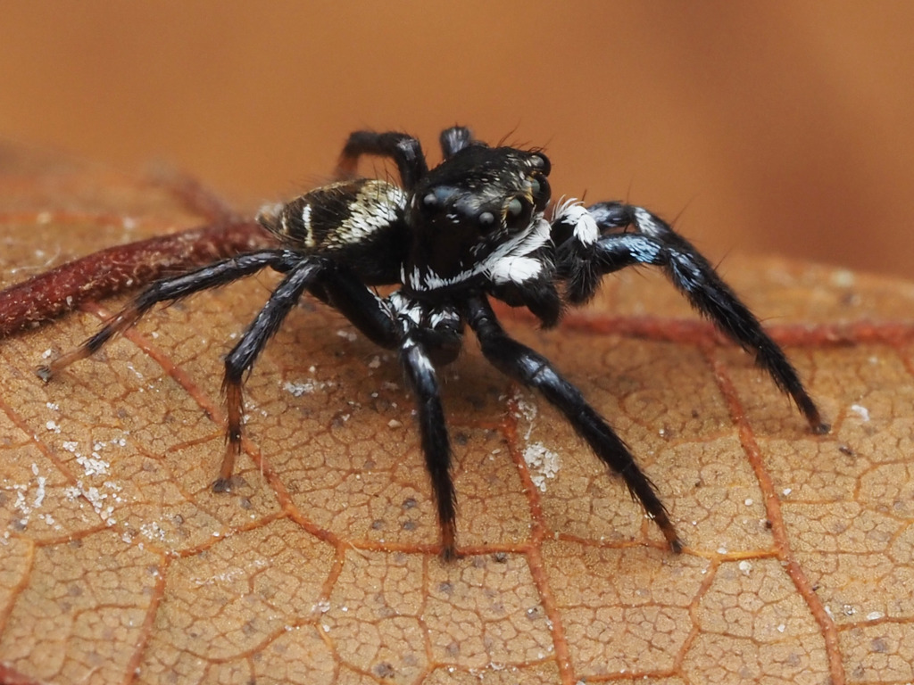 Corythalia flavida