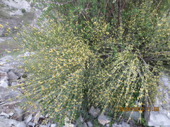 Ephedra procera