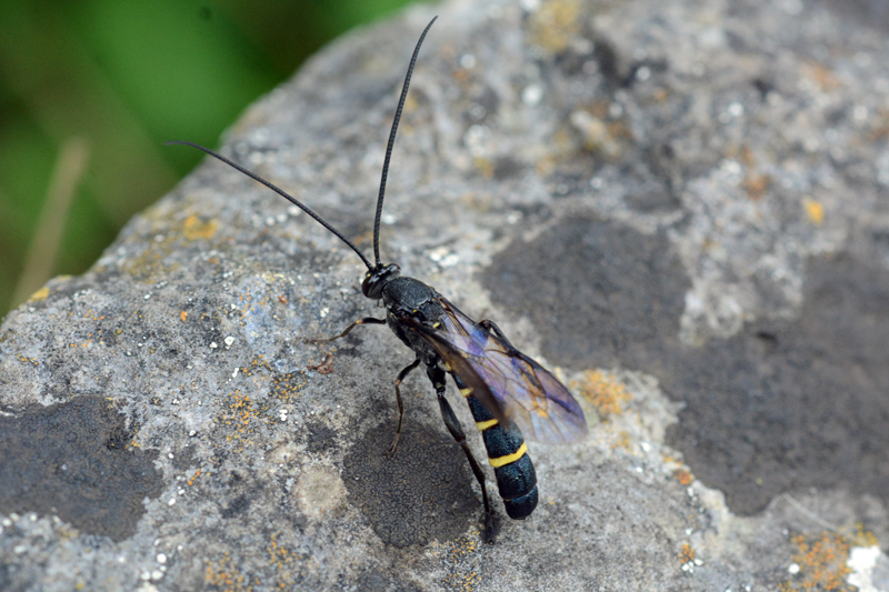 Metopius citratus