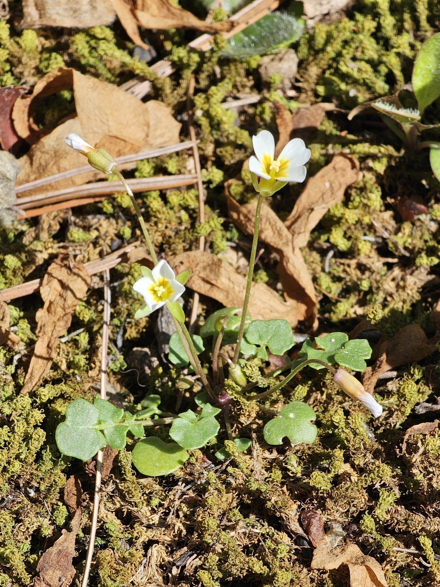 Imagem de Leavenworthia exigua não possui um nome popular amplamente reconhecido no Brasil
