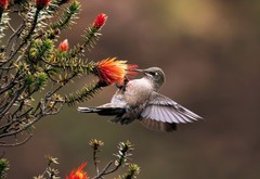 Oreotrochilus chimborazo