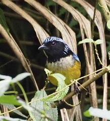 Buff-Breasted Mountain-Tanager photo 3
