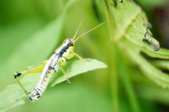 Melanoplus gracilis