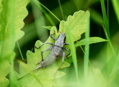 Atlanticus testaceus