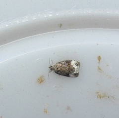 Apotomis capreana