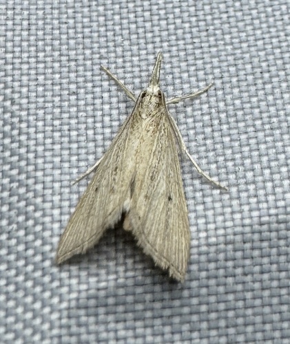Wainscot Grass-veneer photo 5