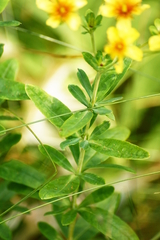 Hypericum swinkianum