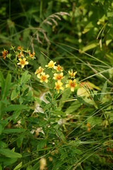 Hypericum swinkianum