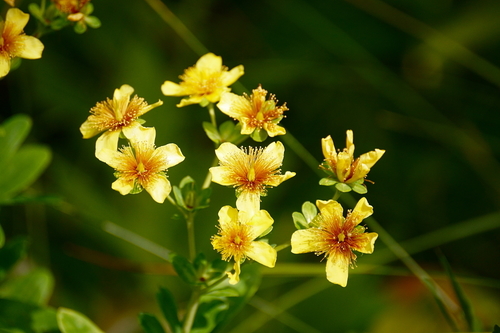Swink's St. John's wort (Hypericum swinkianum)