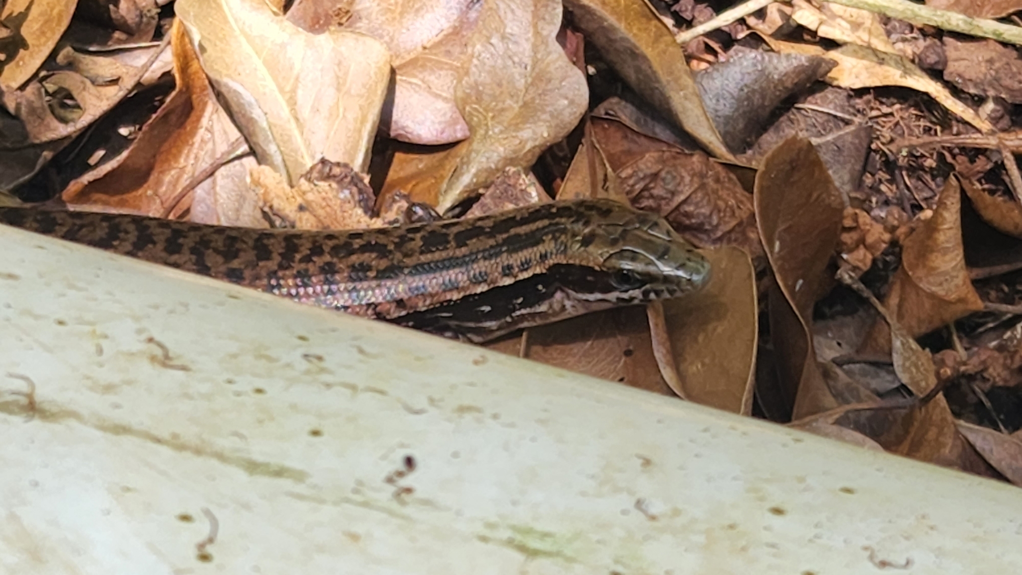 Comptus maculatus