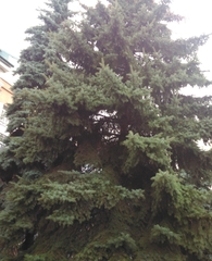Picea