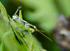 Melanoplus gracilis