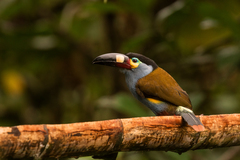 Andigena laminirostris