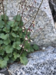 Heuchera rubescens