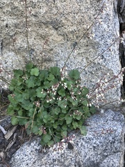 Heuchera rubescens
