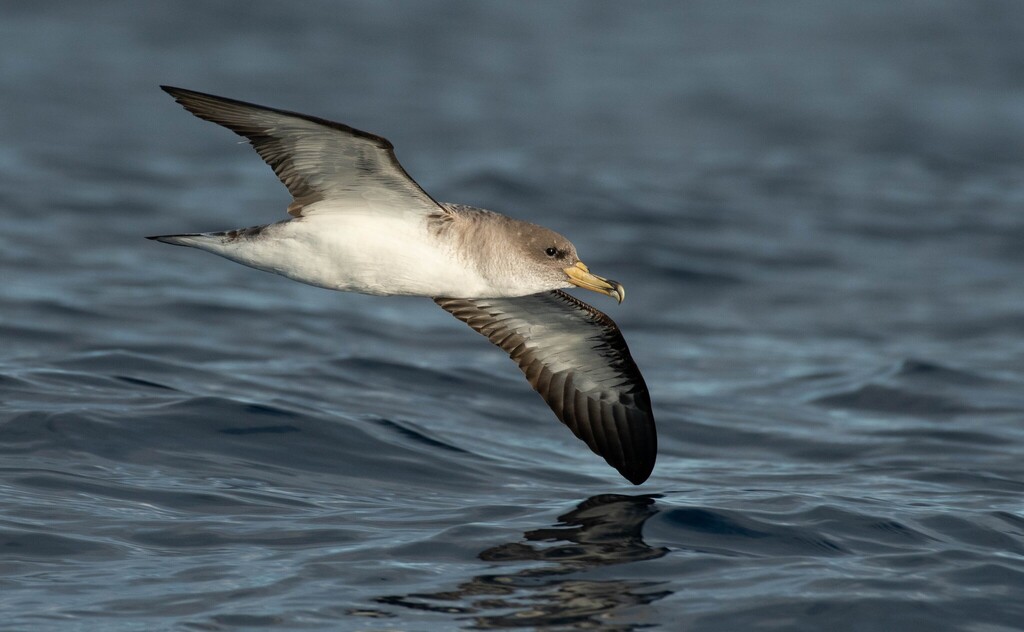 Large Shearwaters