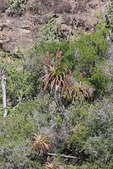 Aloe pluridens