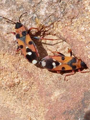 Horvathiolus guttatus