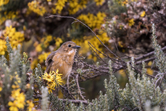 Grallaria quitensis