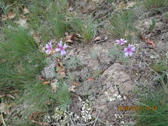 Geranium linearilobum