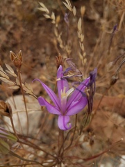 Brodiaea sierrae