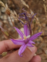 Brodiaea sierrae