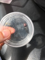 Ampedus rubricollis