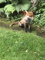 Vulpes vulpes