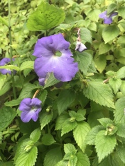 Achimenes longiflora