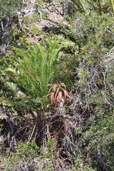 Encephalartos altensteinii