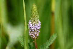 Dalea foliosa