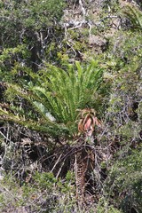 Encephalartos altensteinii