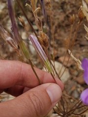Brodiaea sierrae