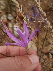 Brodiaea sierrae