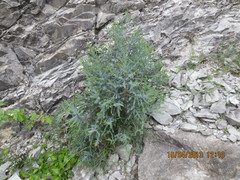 Juniperus polycarpos
