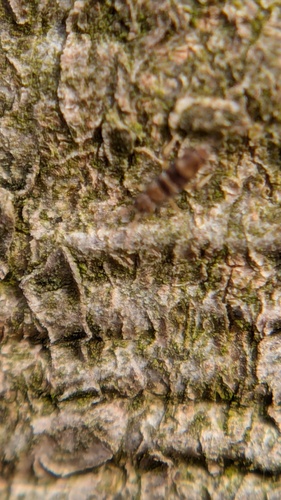 Plataanspringstaart, Noordwijkerhout, Nederland, photo 10 of 10