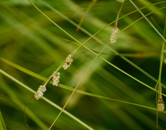Carex