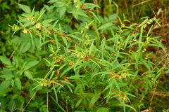 Ludwigia alternifolia