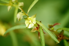 Ludwigia alternifolia