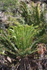 Encephalartos altensteinii