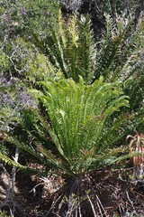 Encephalartos altensteinii