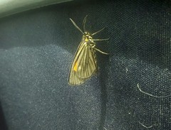 Sangalopsis microleuca
