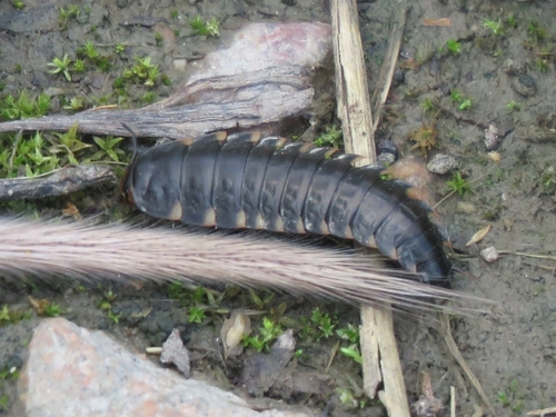 Sad Carrion Beetle, photo 7 of 8
