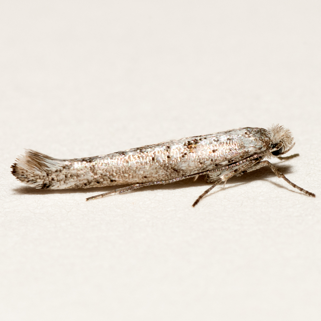 Kessleria parnassiae
