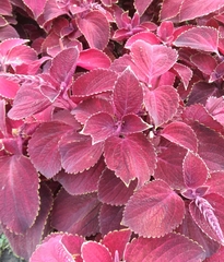 Plectranthus