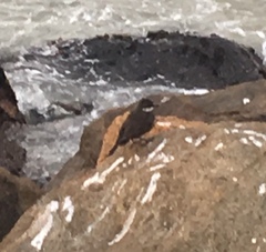 Cinclodes nigrofumosus