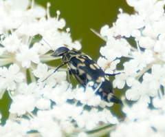 Hoshihananomia octopunctata